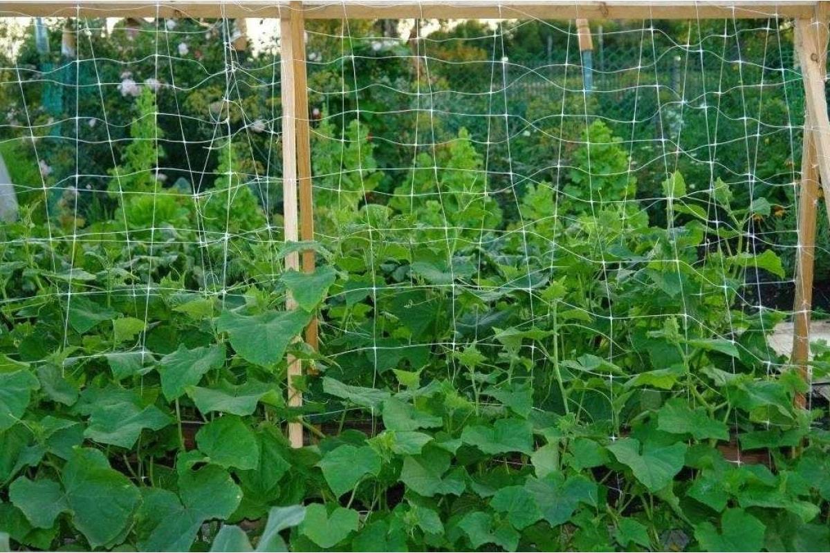 Мініатюра товару Сітка шпалерна 15*17"AgroStar"1.7*100 м